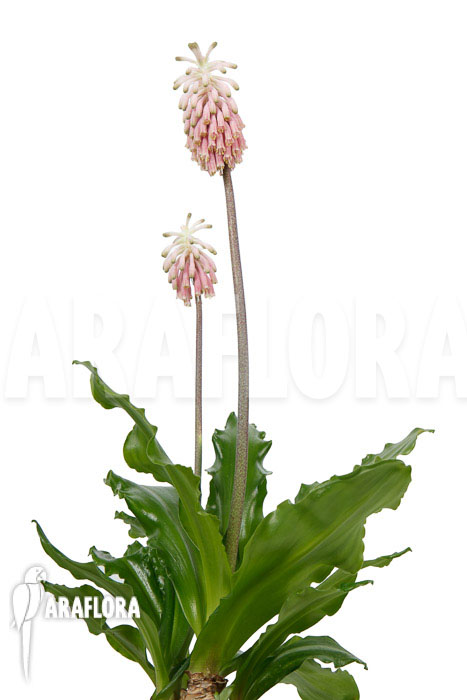 Veltheimia bracteata