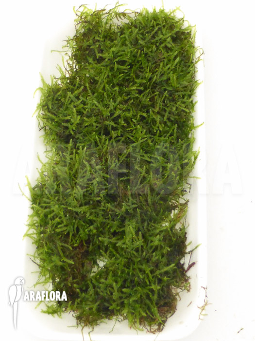 Java Mos Vesicularia dubyana sheet