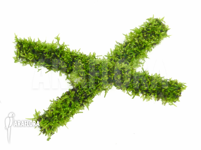 Java Mos Vesicularia dubyana sticks