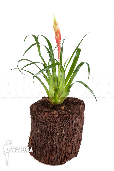 Vriesea &lsquo;Astrid&rsquo;