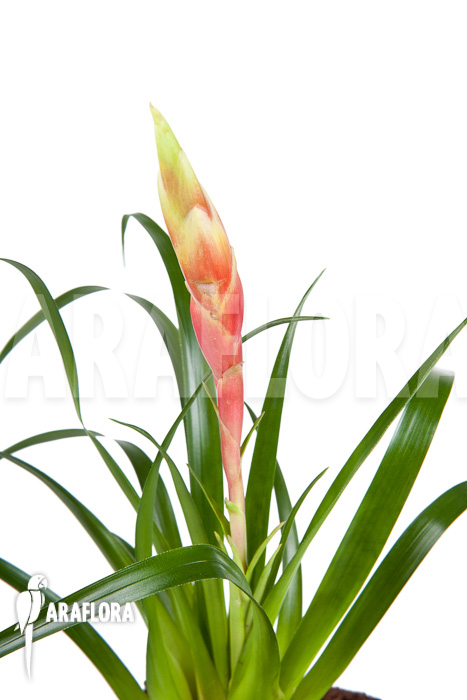 Vriesea &lsquo;Astrid&rsquo;