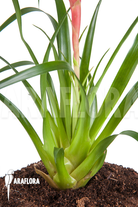 Vriesea &lsquo;Astrid&rsquo;