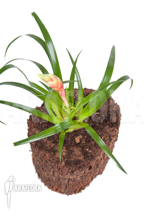 Vriesea &lsquo;Astrid&rsquo;