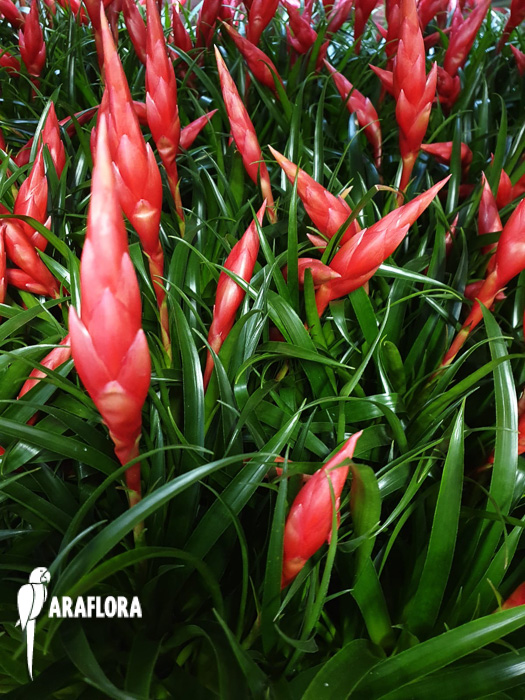 Vriesea &lsquo;Astrid&rsquo;