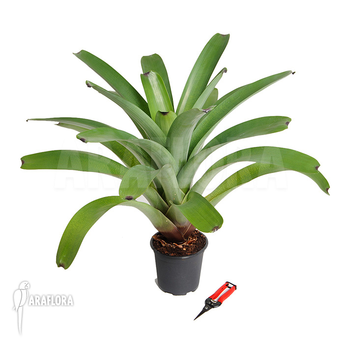 Vriesea bituminosa  &lsquo;L&rsquo;