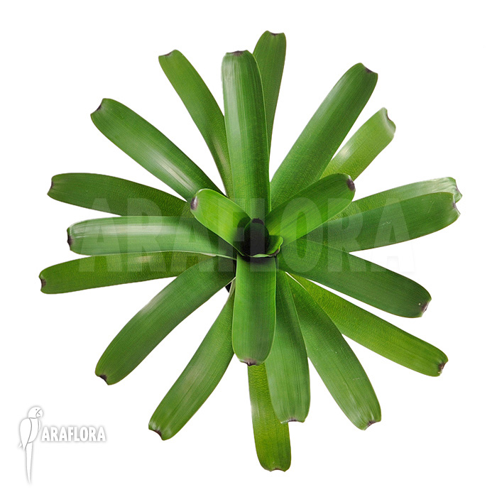 Vriesea bituminosa  &lsquo;L&rsquo;