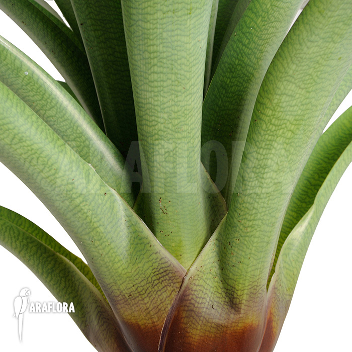 Vriesea bituminosa  &lsquo;L&rsquo;