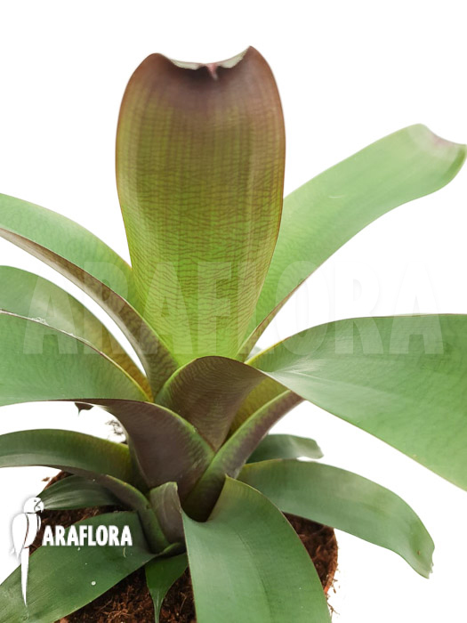 Vriesea bituminosa  &lsquo;M&rsquo;