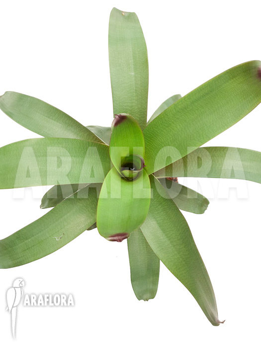 Vriesea bituminosa  &lsquo;M&rsquo;