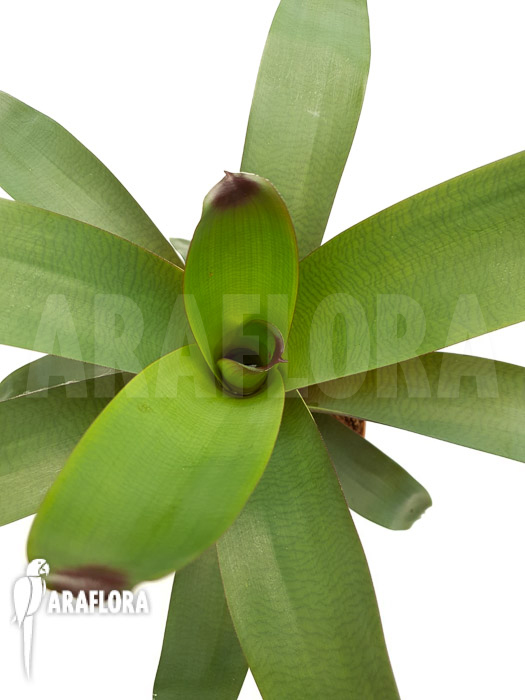 Vriesea bituminosa  &lsquo;M&rsquo;