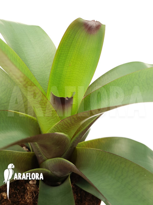 Vriesea bituminosa  &lsquo;M&rsquo;