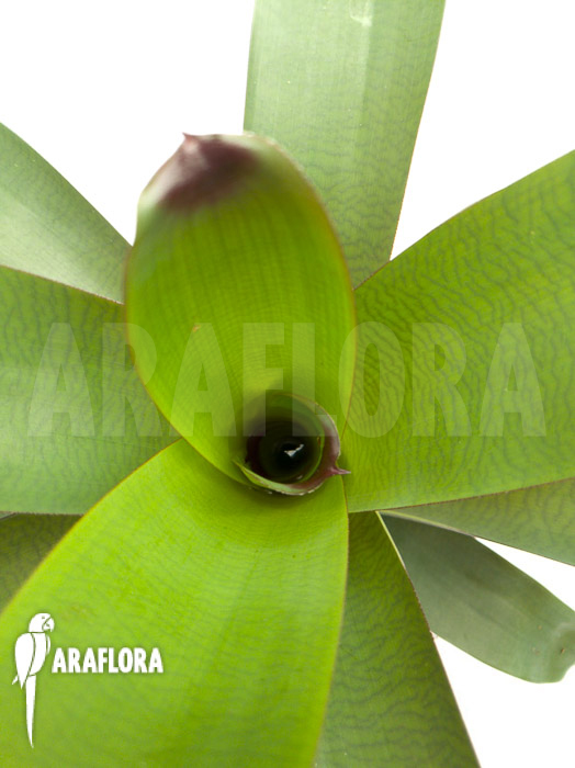 Vriesea bituminosa  &lsquo;M&rsquo;