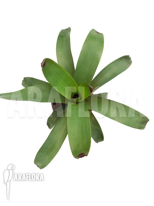 Vriesea bituminosa  &lsquo;M&rsquo;