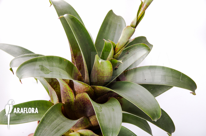 Vriesea botafogensis