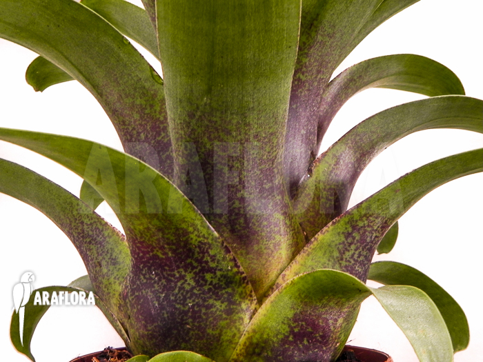 Vriesea botafogensis