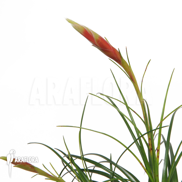 Vriesea correia araujoi