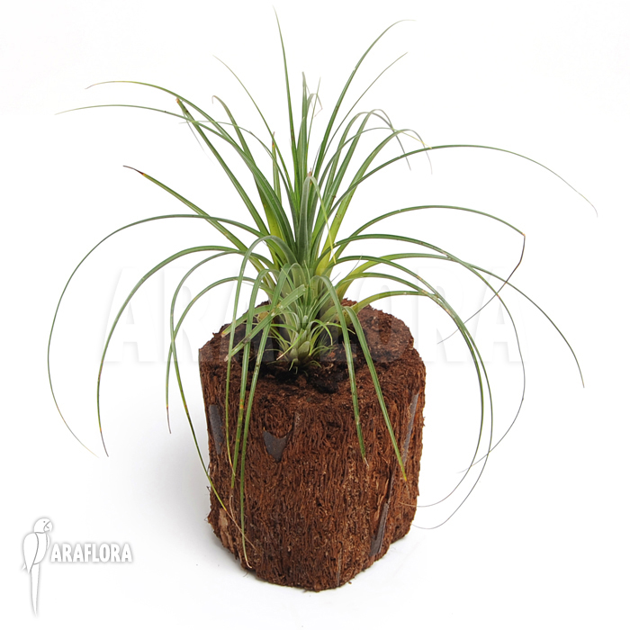 Vriesea correia-araujoi &lsquo;Large type&rsquo;