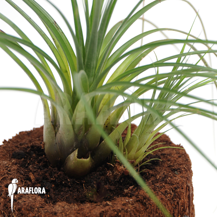 Vriesea correia-araujoi &lsquo;Large type&rsquo;