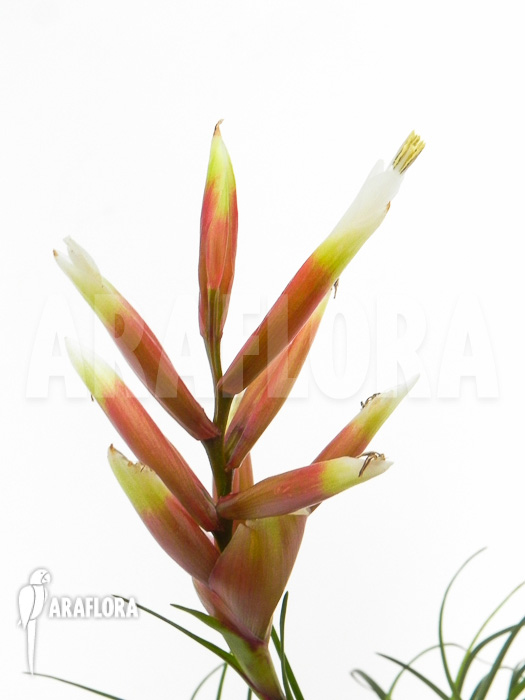 Vriesea correia araujoi