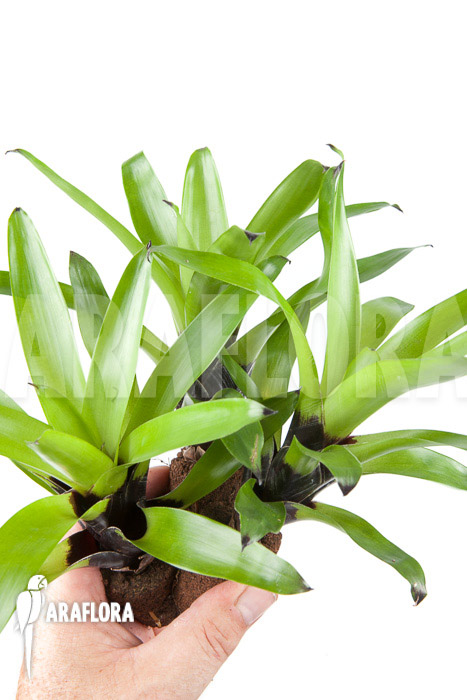 Vriesea erythrodactylon triodeal (3x)