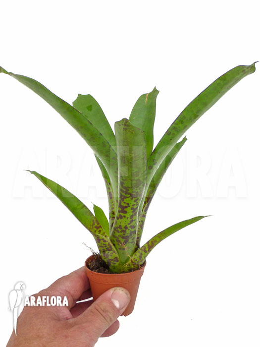 Vriesea fenestralis &lsquo;Starter&rsquo;