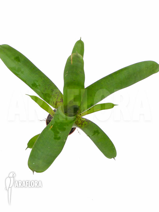 Vriesea fenestralis &lsquo;Starter&rsquo;