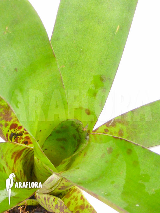 Vriesea fenestralis &lsquo;Starter&rsquo;