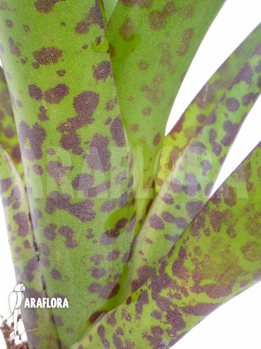 Vriesea fenestralis &lsquo;Starter&rsquo;