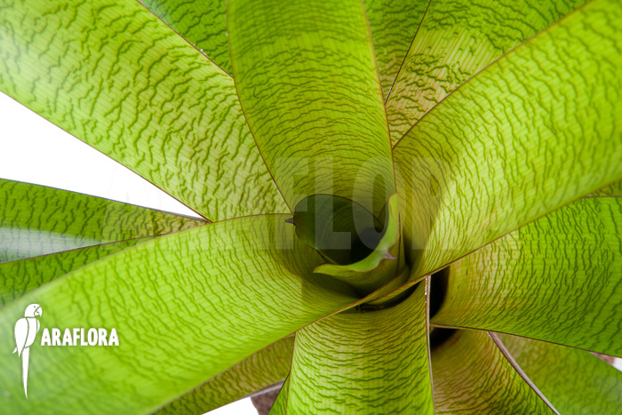 Vriesea fosteriana b