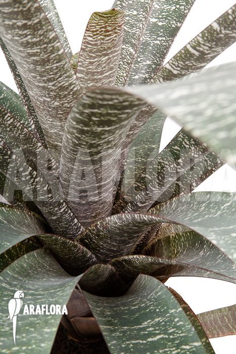 Vriesea fosteriana var seideliana