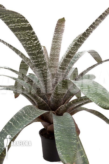 Vriesea fosteriana var seideliana