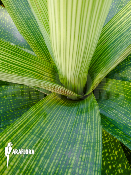 Vriesea gigantea &lsquo;XL&rsquo; close up
