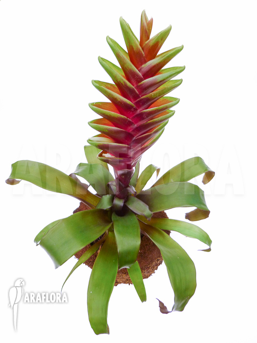 Vriesea heliconioides