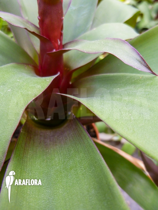 Vriesea heliconioides