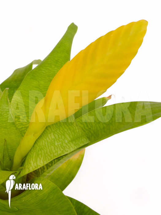 Vriesea ospinae Starter