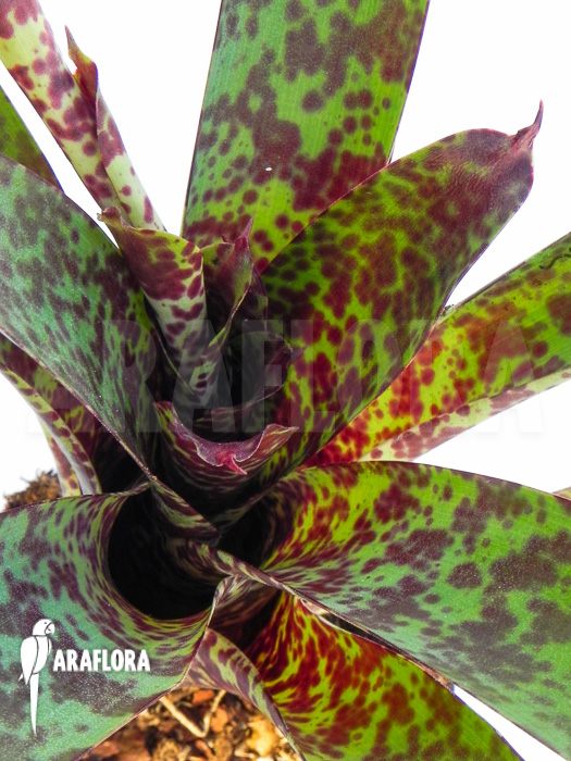 Vriesea pardalina &lsquo;Lacy&rsquo;