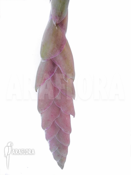 Vriesea pardalina &lsquo;Lacy&rsquo;