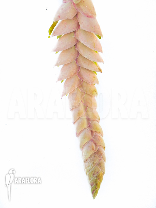 Vriesea pardalina &lsquo;Lacy&rsquo;