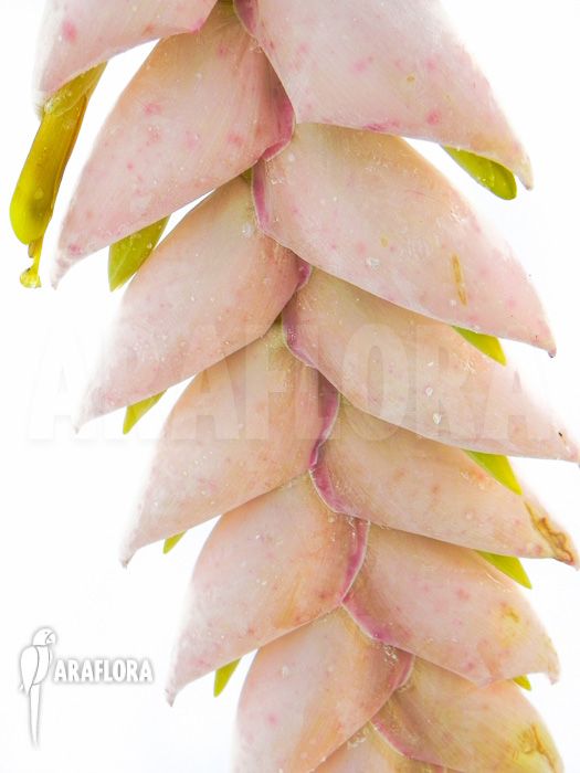 Vriesea pardalina &lsquo;Lacy&rsquo;