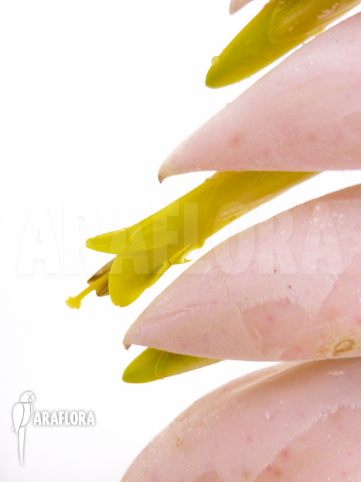 Vriesea pardalina &lsquo;Lacy&rsquo;