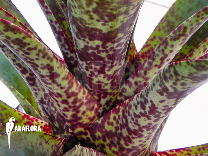 Vriesea pardalina &lsquo;Lacy&rsquo;