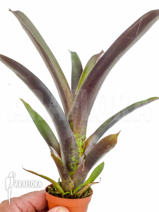 Vriesea sanguinolenta &lsquo;Starter&rsquo;