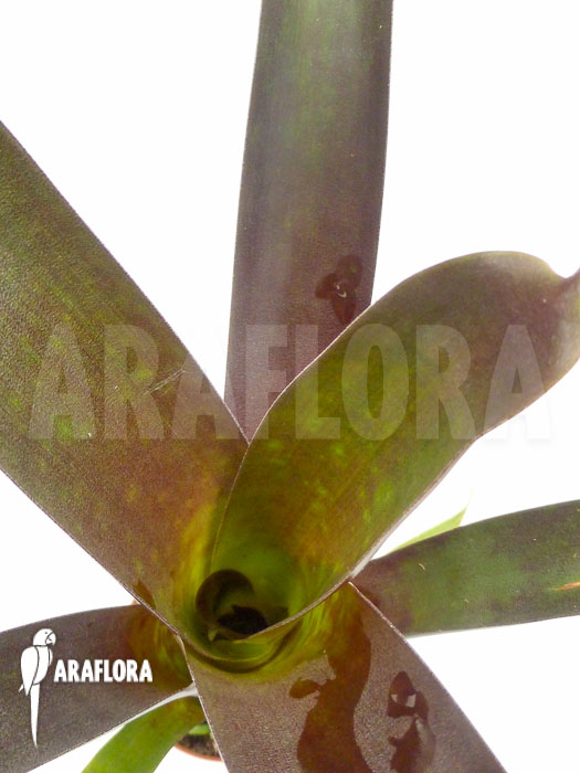 Vriesea sanguinolenta &lsquo;Starter&rsquo;