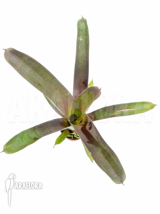 Vriesea sanguinolenta &lsquo;Starter&rsquo;