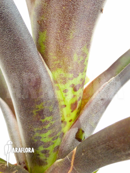 Vriesea sanguinolenta &lsquo;Starter&rsquo;