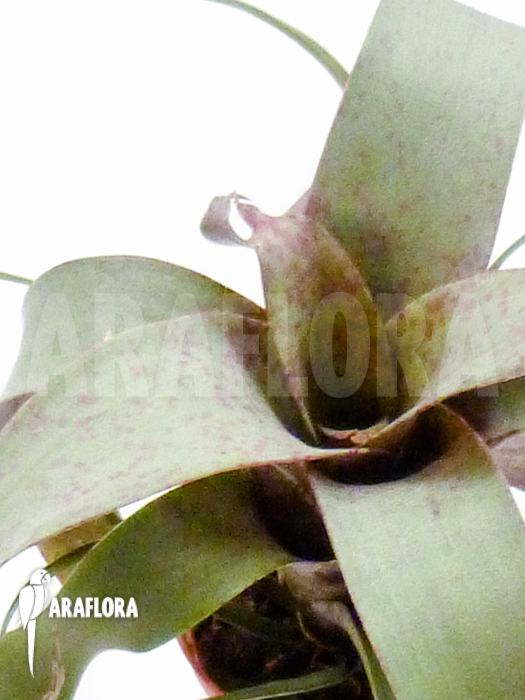 Vriesea saundersii starter