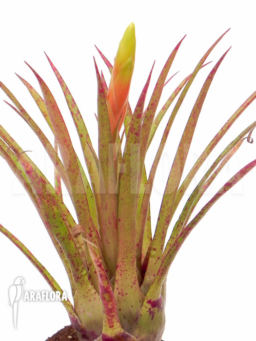 Vriesea species &lsquo;Spotted&rsquo;