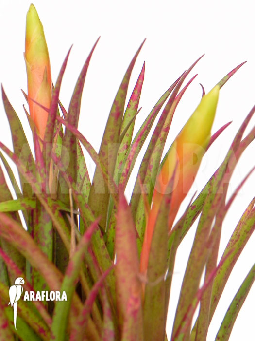 Vriesea species &lsquo;Spotted&rsquo;