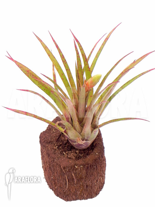 Vriesea species &lsquo;Spotted&rsquo;