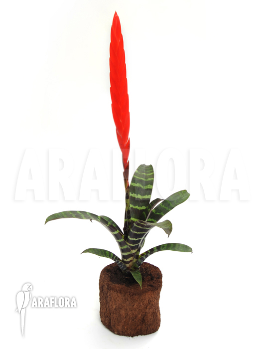 Vriesea splendens